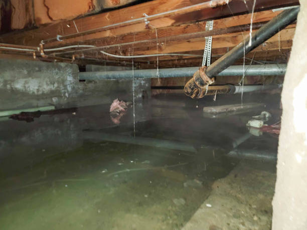 Best Professional water damage repair  in Cloverleaf, TX