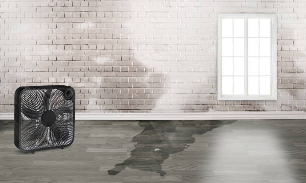 Carpet water damage restoration in TX